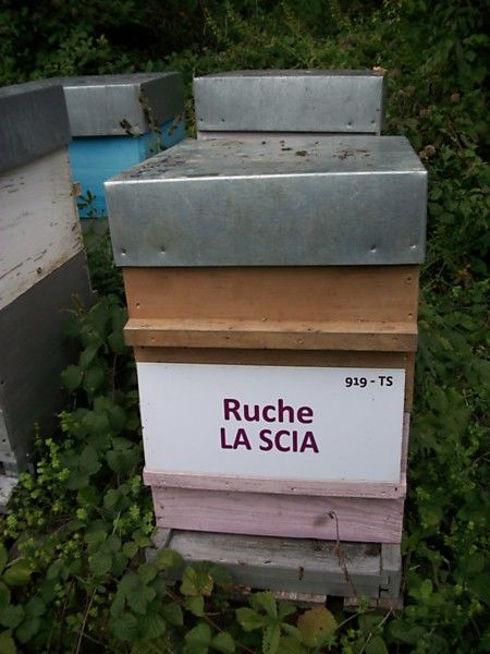 La ruche La scia
