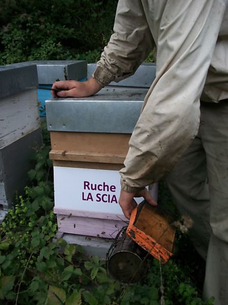 La ruche La scia