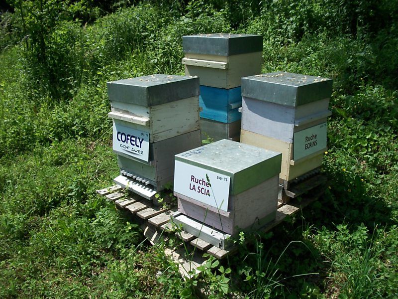 La ruche La scia