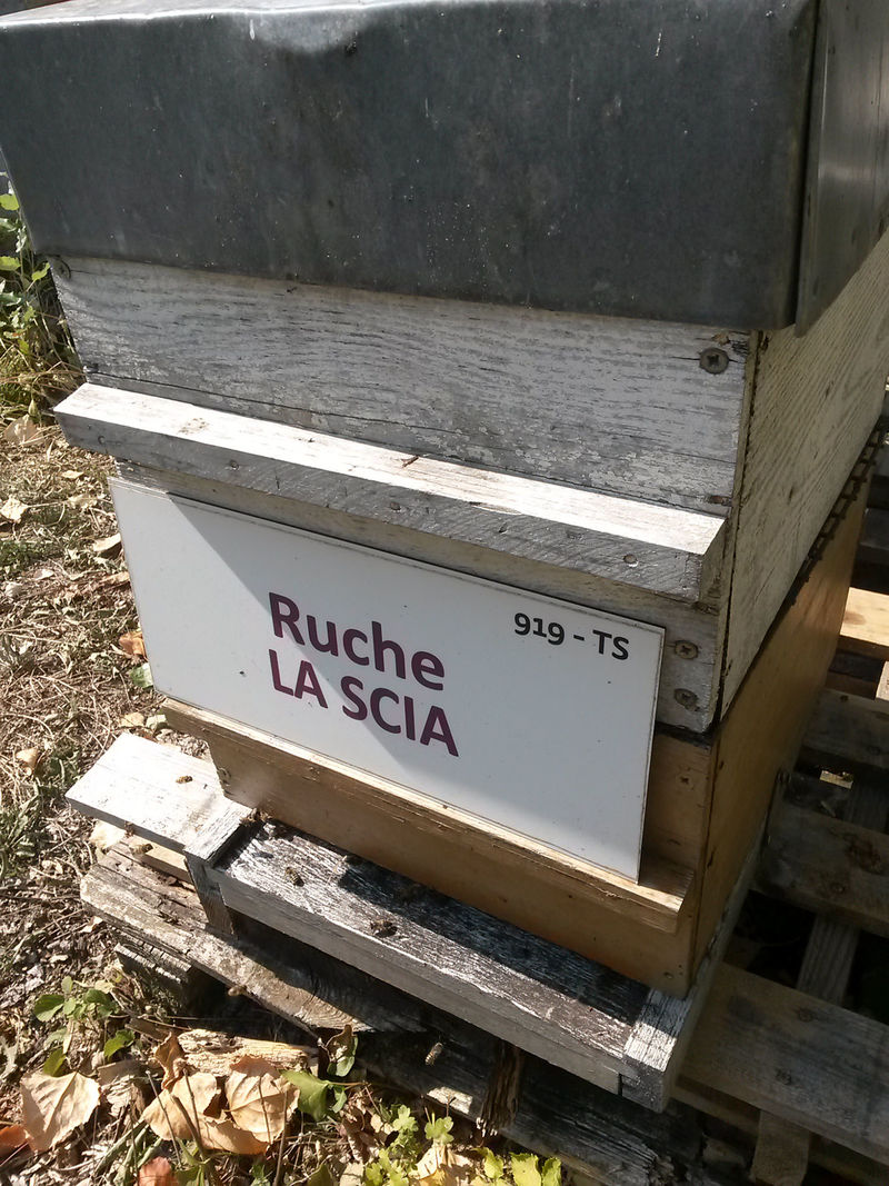 La ruche La scia