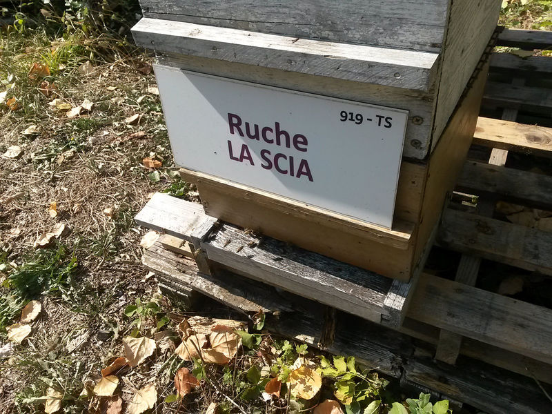 La ruche La scia