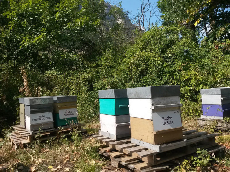 La ruche La scia