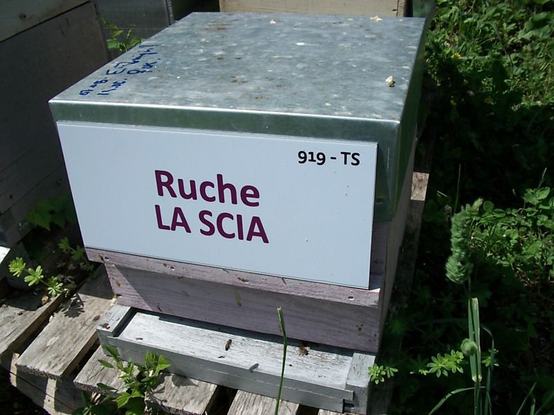 La ruche La scia