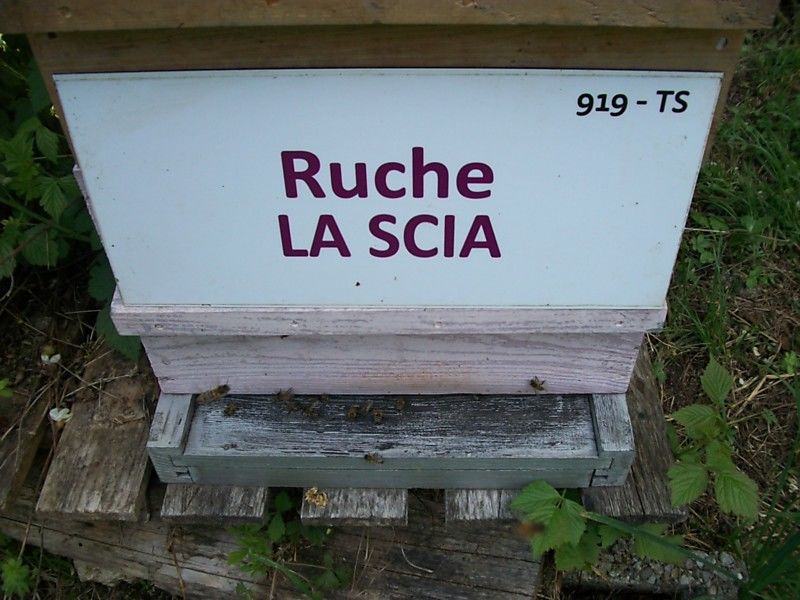 La ruche La scia