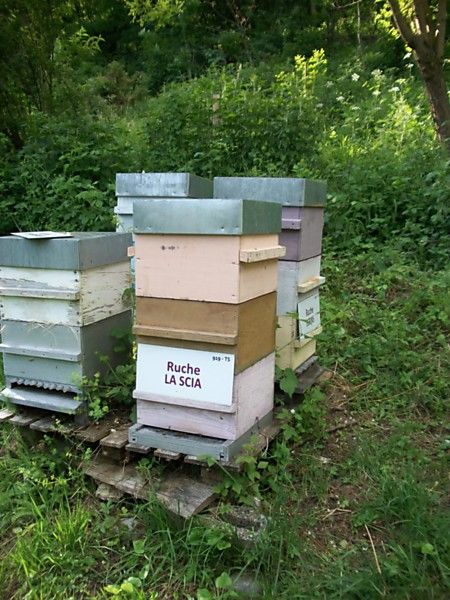 La ruche La scia