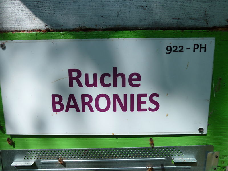La ruche Baronies