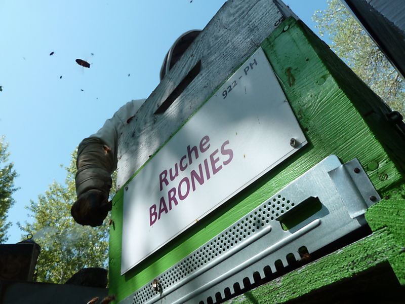 La ruche Baronies
