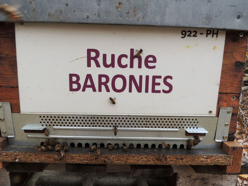 La ruche Baronies