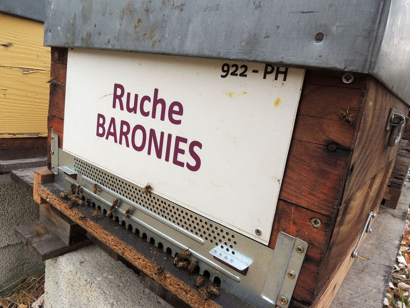 La ruche Baronies