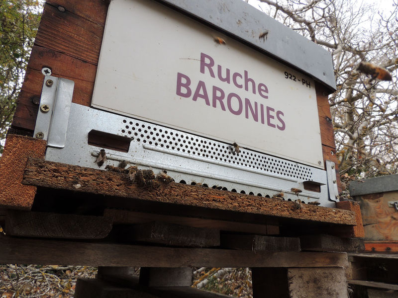 La ruche Baronies