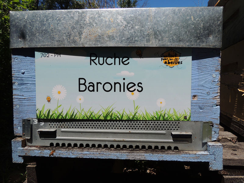 La ruche Baronies