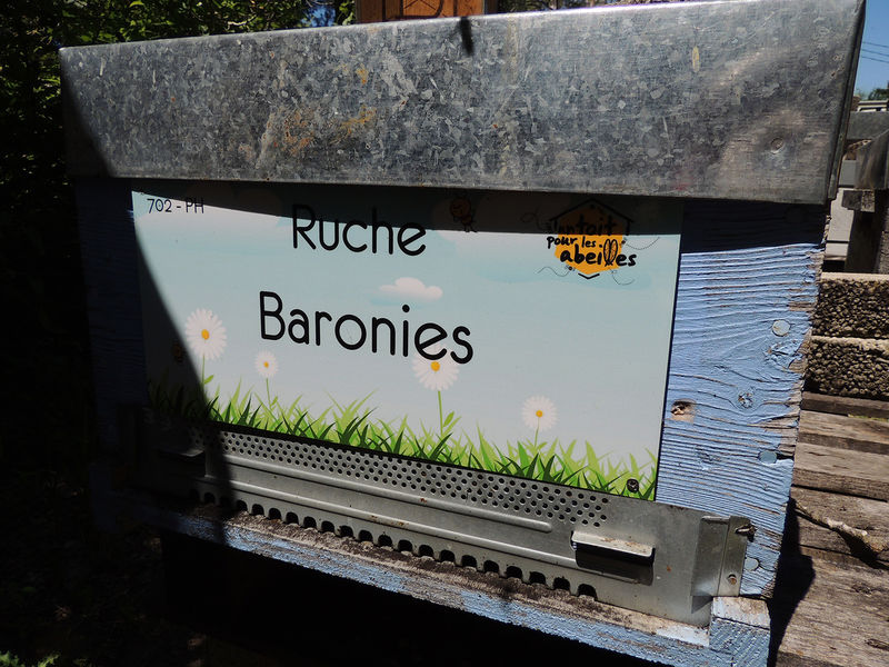 La ruche Baronies