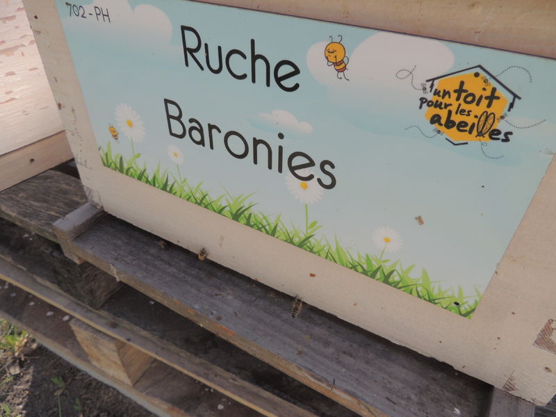 La ruche Baronies