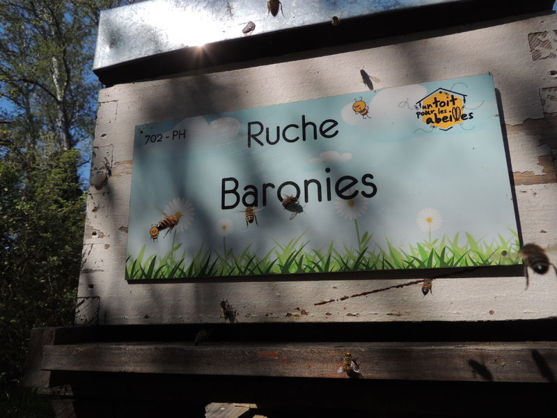 La ruche Baronies