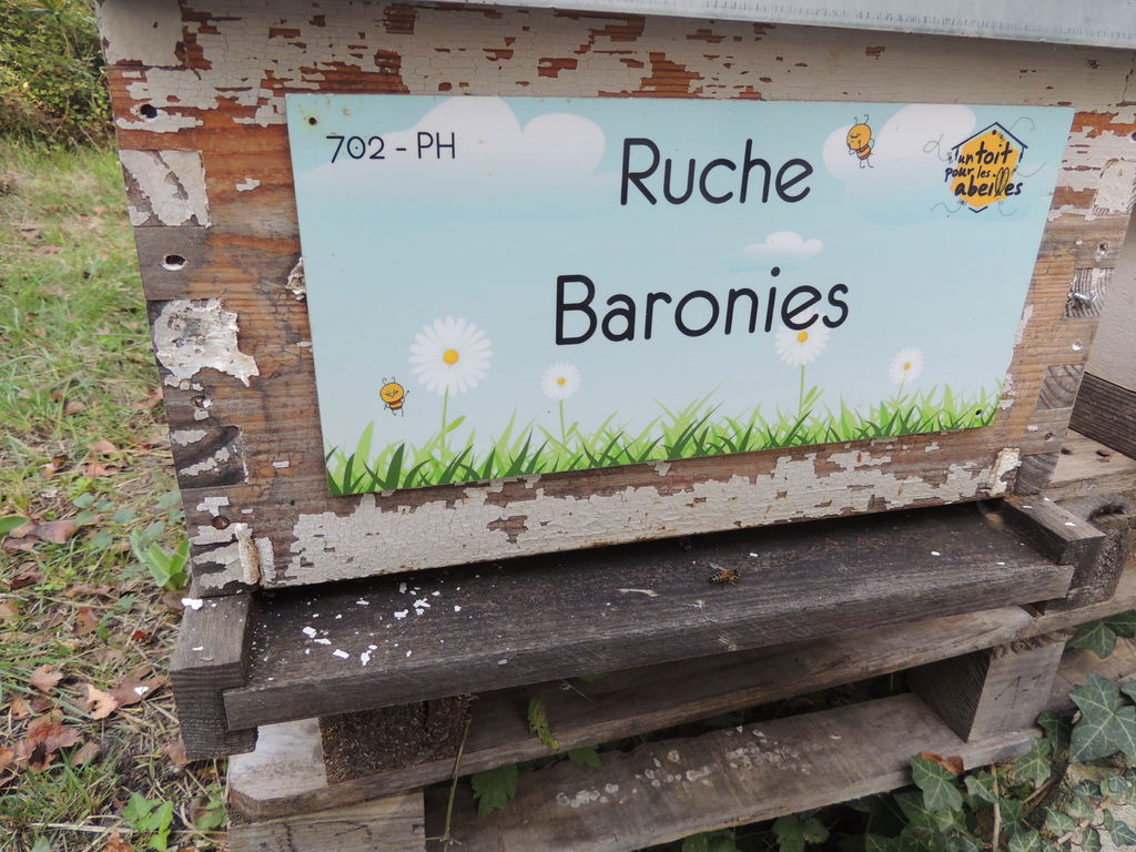 La ruche Baronies