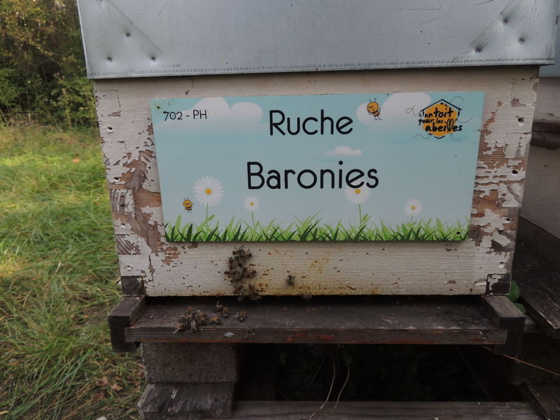La ruche Baronies