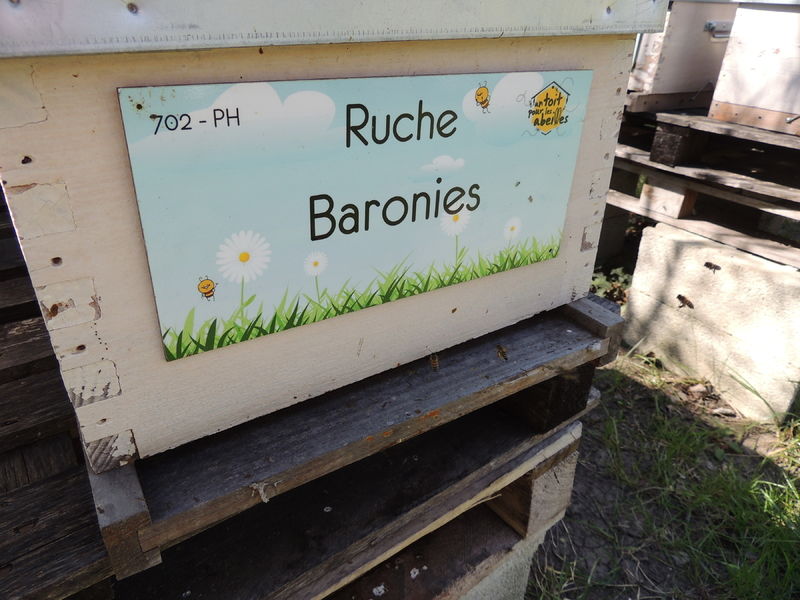 La ruche Baronies