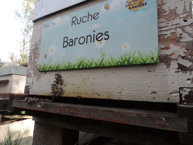 La ruche Baronies