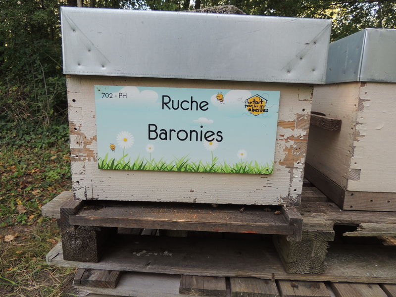 La ruche Baronies