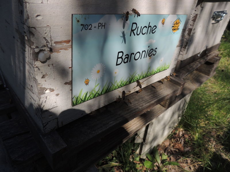 La ruche Baronies
