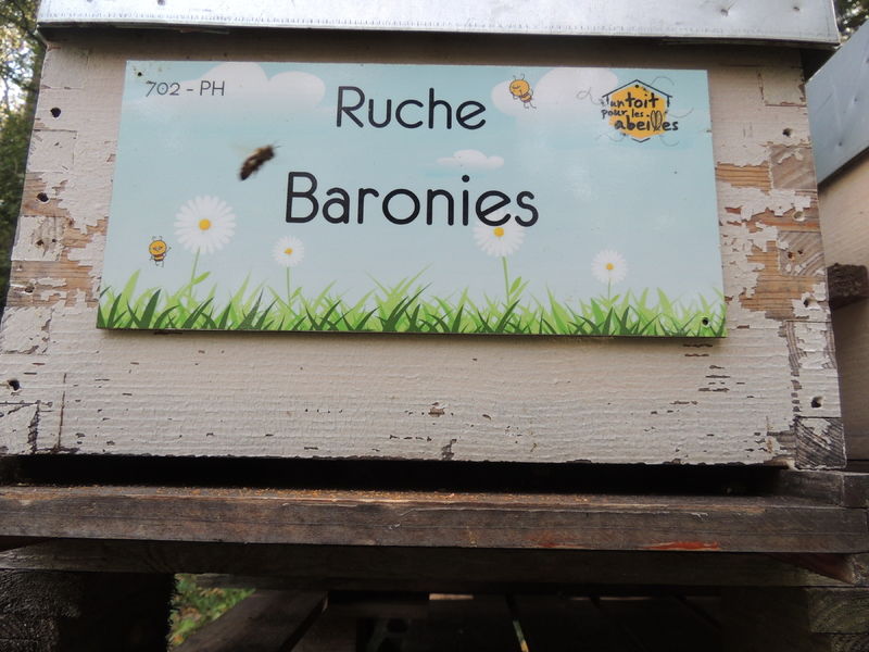 La ruche Baronies
