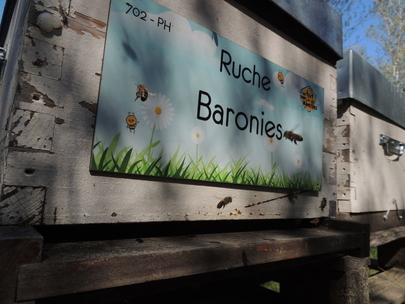 La ruche Baronies