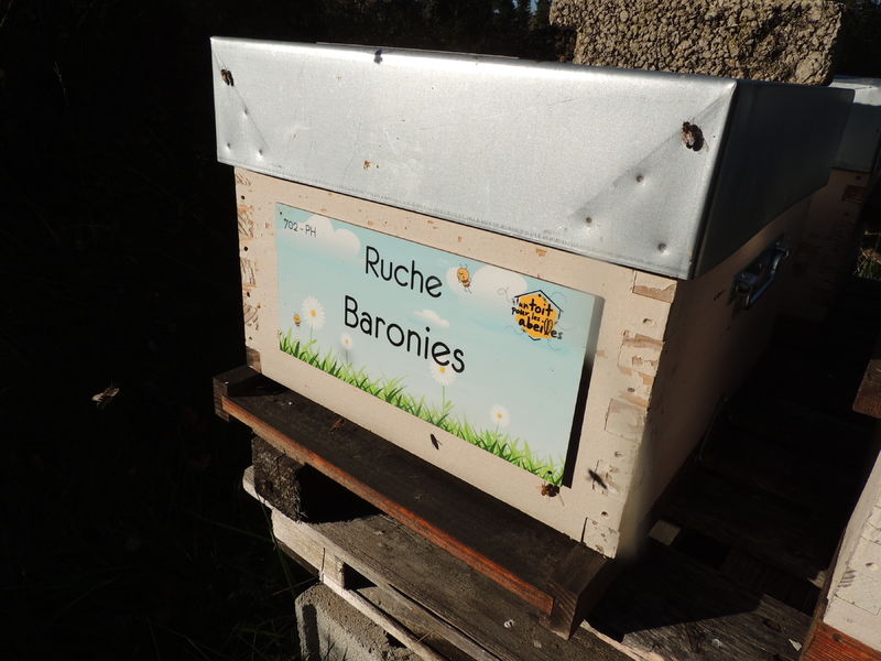 La ruche Baronies