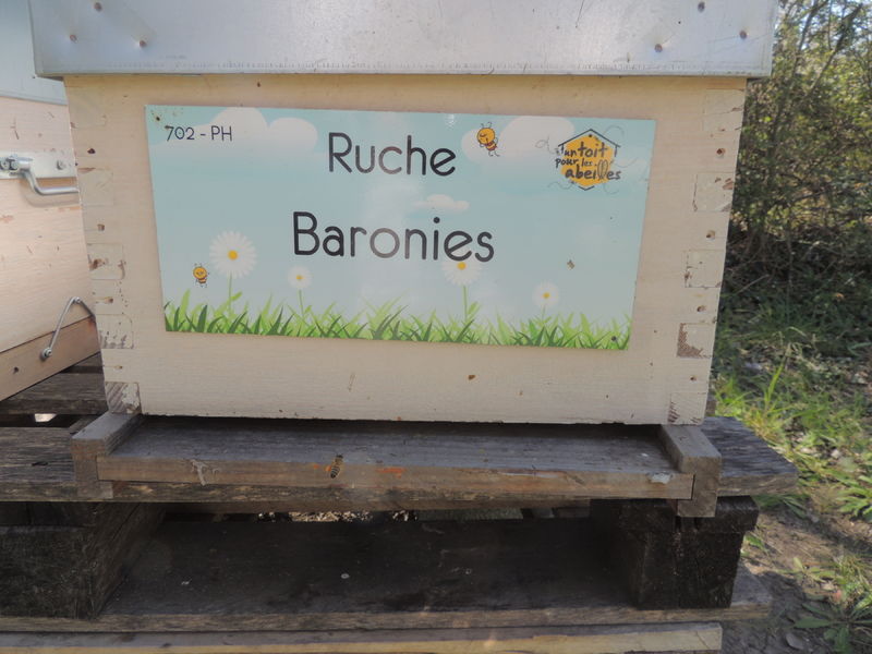 La ruche Baronies