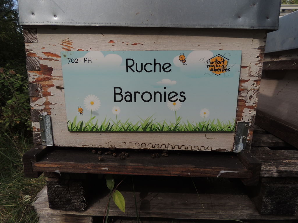 La ruche Baronies