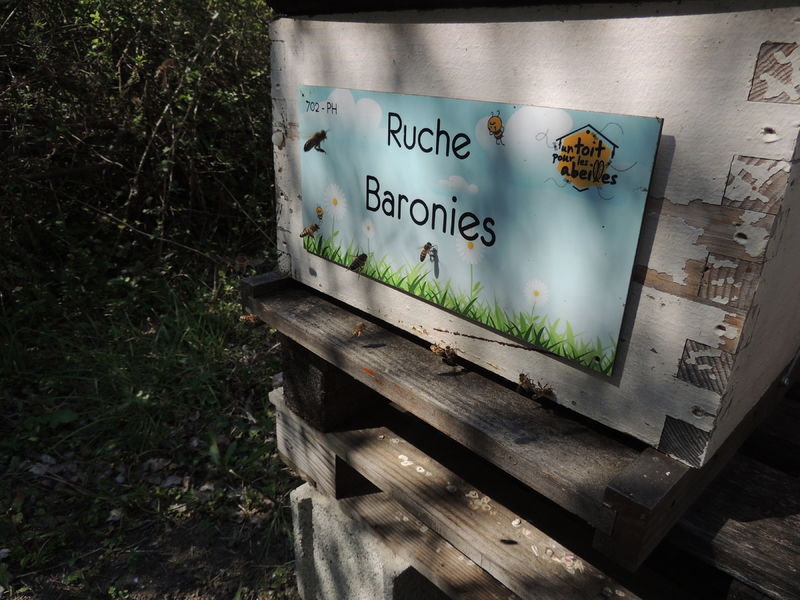 La ruche Baronies