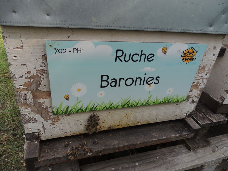 La ruche Baronies