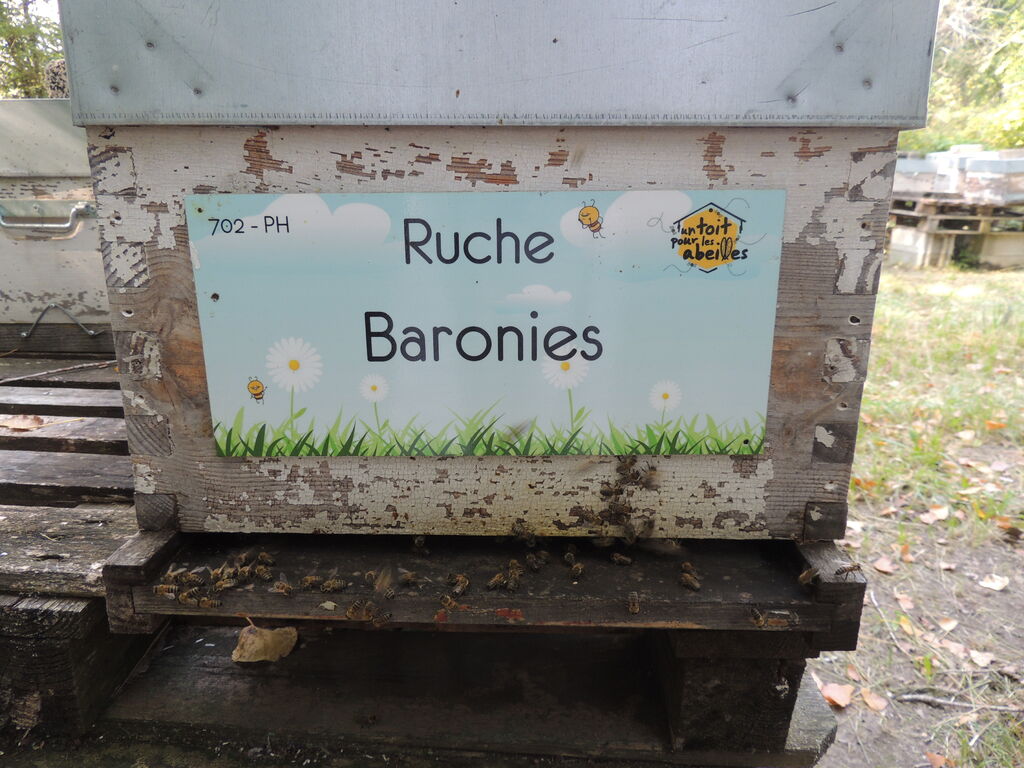 La ruche Baronies
