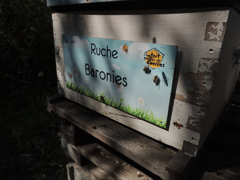 La ruche Baronies