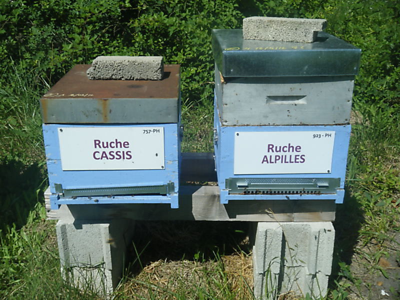 La ruche