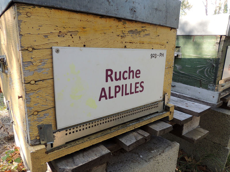 La ruche Alpilles