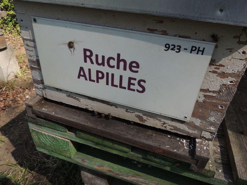 La ruche Alpilles