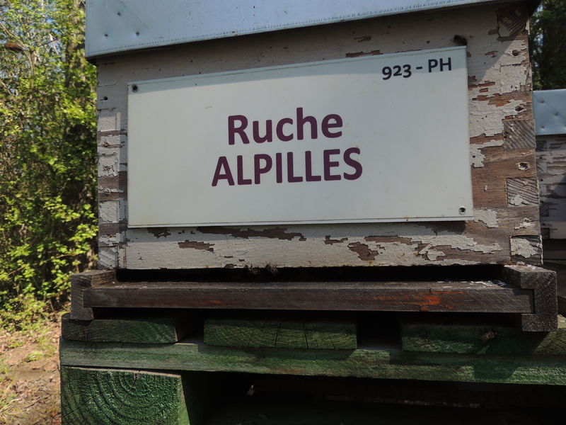 La ruche Alpilles