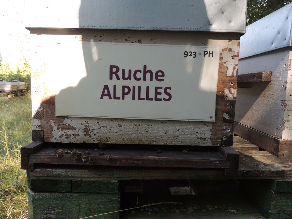 La ruche Alpilles