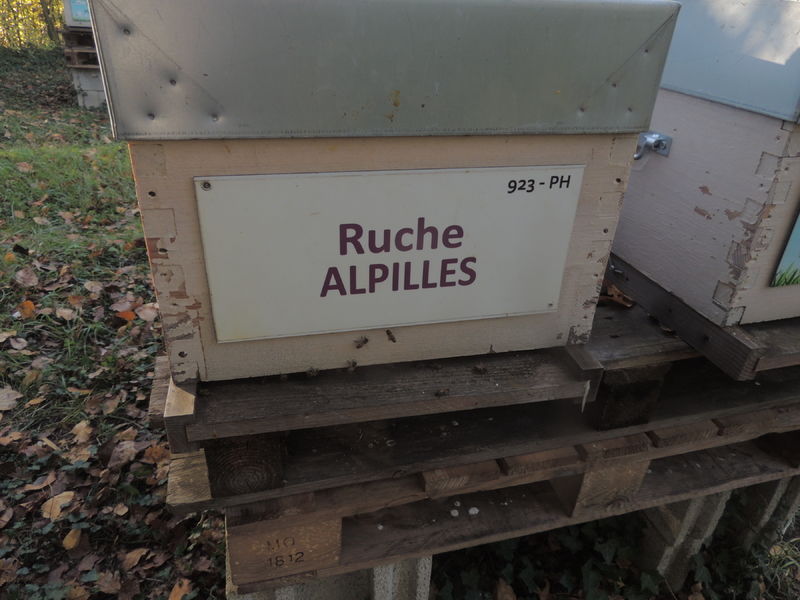 La ruche Alpilles