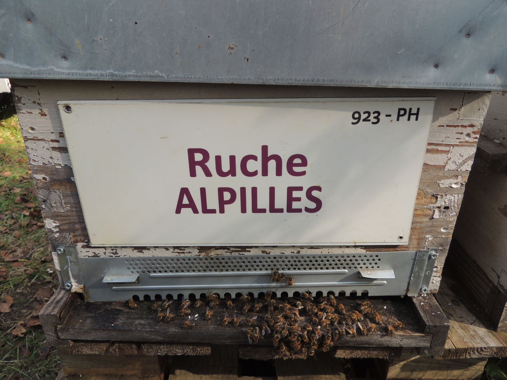 La ruche Alpilles