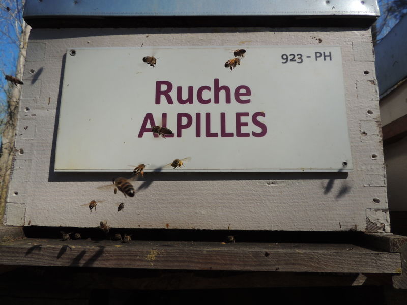 La ruche Alpilles