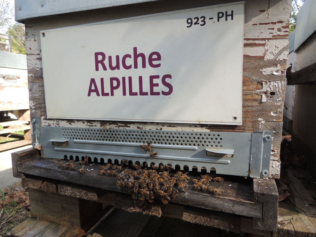 La ruche Alpilles