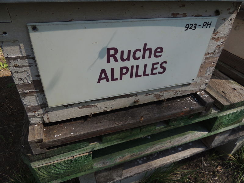 La ruche Alpilles