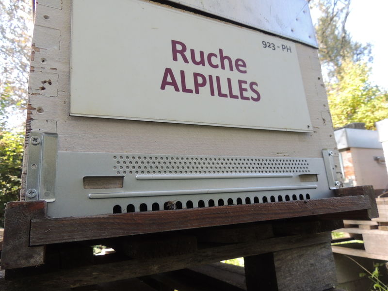 La ruche Alpilles