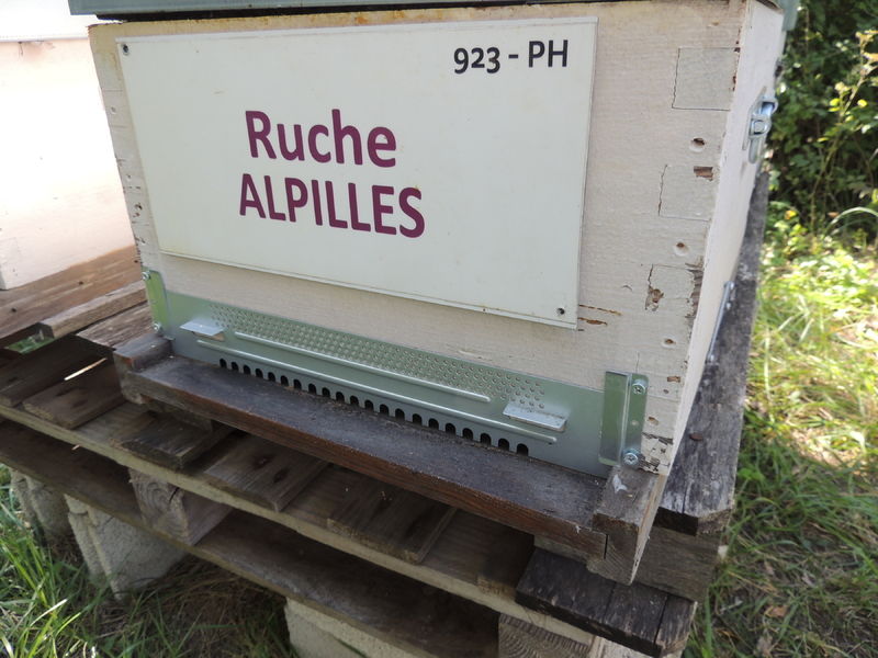 La ruche Alpilles