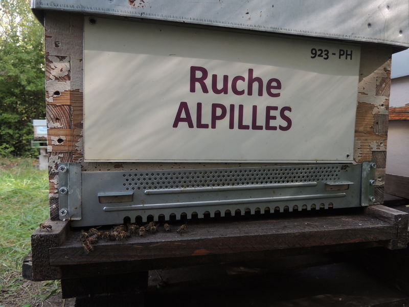 La ruche Alpilles