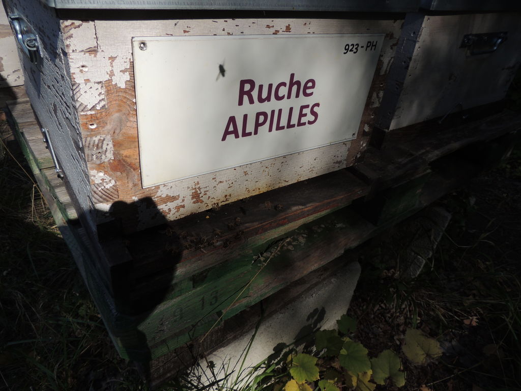 La ruche Alpilles