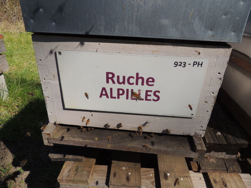 La ruche Alpilles