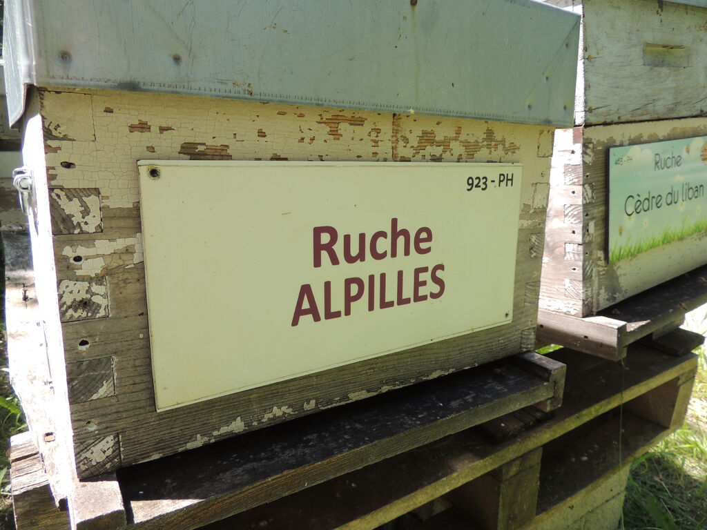 La ruche Alpilles