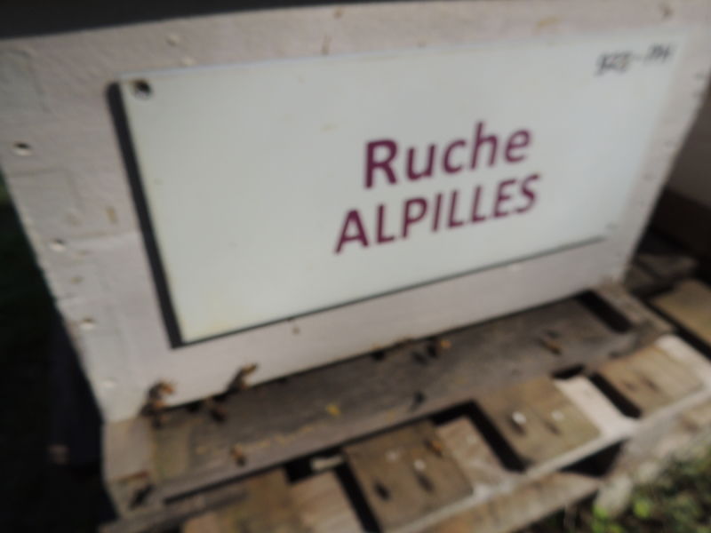 La ruche Alpilles